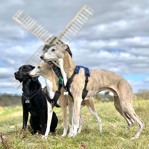 Dog Walking